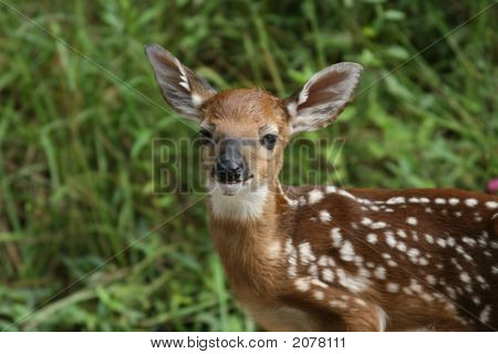 Whitetail Deer Fawn 