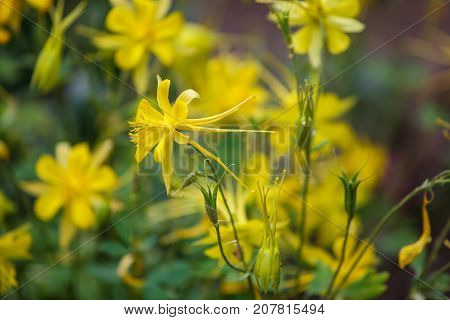 Golden Columbine (aquilegia Chrysantha)