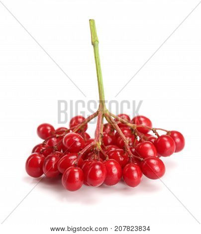 branch of viburnum berries isolated on white background.