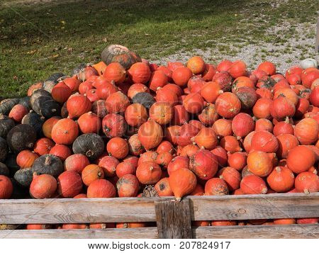 Collection Of Pumpkins After Harvesting
