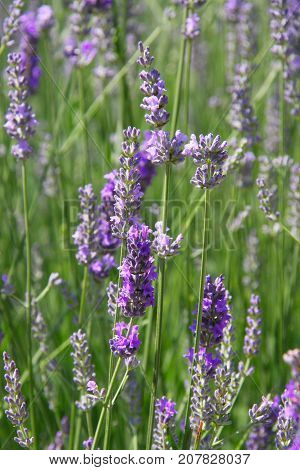 Lavender flowers blooming. Purple field flowers background.