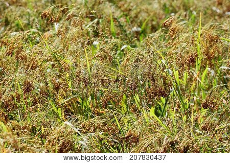 Golden millets field in ripe season on farm