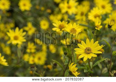 Common Ragwort Senecio jacobaea - beautiful yellow flower closeup macro.