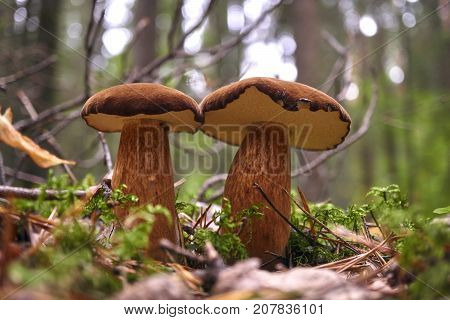 Two Brown Mushroom, Lurid Bolete, In The Woods.