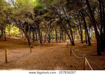 A Rope Fenced Walking Path With Leaning Trees Through A Small Natural Reserve From In Alcudia