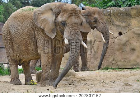 elephant ZOO Dvur Kralove eastern Bohemia Czech Republic