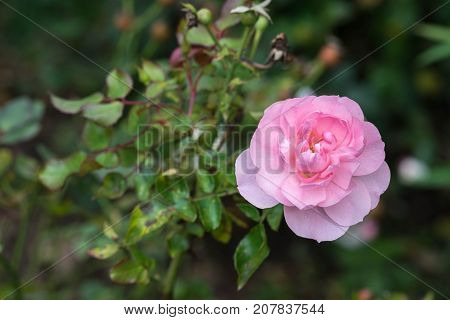 the Mayflower rose, Austilly, close up on a green park background in autumn.
