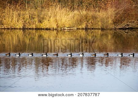 Tufted Ducks (Aythya fuligula) swim in a queuer