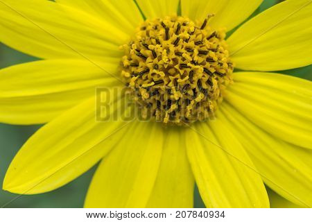 Common Ragwort Senecio jacobaea - beautiful yellow flower closeup macro.