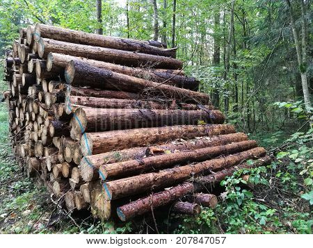 Stack of coniferous paper-wood in autumn, Bialowieza Forest, Poland, Europe