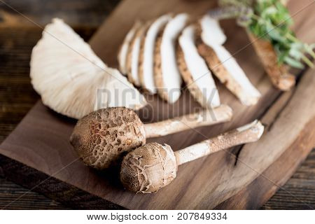 Macrolepiota Procera Is A Very Tasty Edible Mushroom
