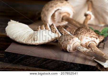 Macrolepiota Procera Is A Very Tasty Edible Mushroom