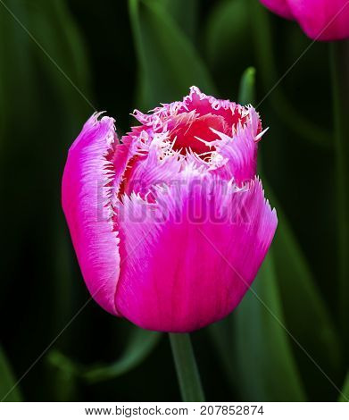 Pink Tulip Green Leaves Fields Keukenhoff Lisse Holland Netherlands. Called the Garden of Europe