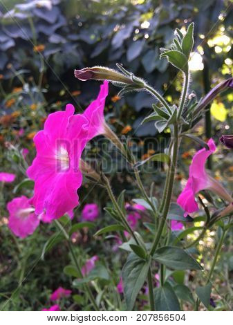blooming red petunia in the garden at sunset