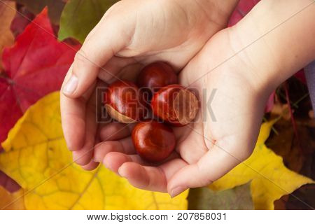 Acorns in human hands on the background of autumn leaves
