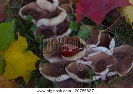Chestnuts together with mushrooms in the fall leaves