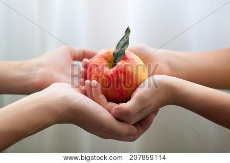 Apple Of Friendship, Peace And Love In The Children's Hands