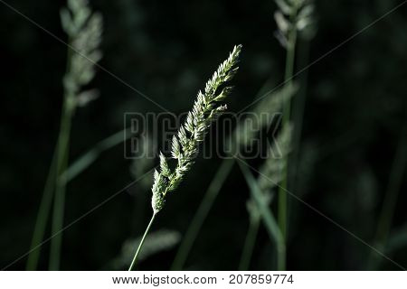 The Spike Of Meadow Grass Growing Out Alone At Night.