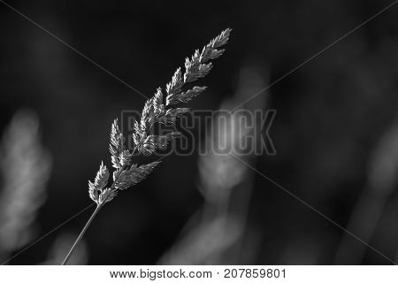 The Spike Of Meadow Grass Growing Out Alone At Night.