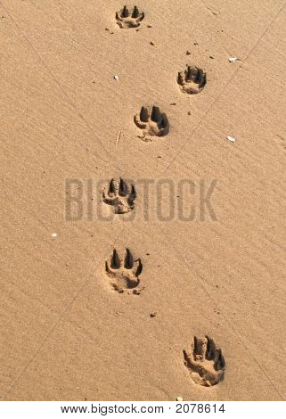 Pawprints