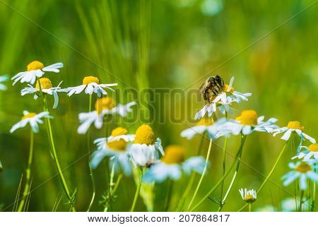 Bee on wild camomile flower on meadow and wheat.