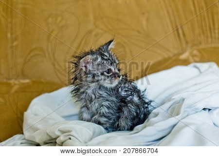 Wet soggy scared kitten after bath. Animal hygiene. Destruction of parasites. Treatment from fleas.