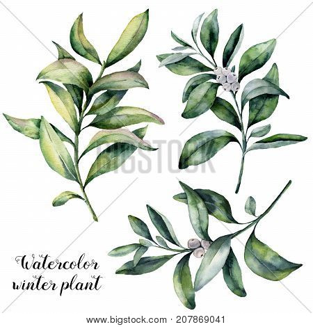 Watercolor winter plant set. Hand painted snowberry branch with white berry isolated on white background. Christmas botanical clip art for design or print. Holiday plant