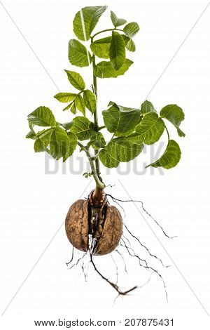 Sprout Of A Young Walnut, Isolated On White Background