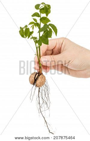 Female Hand Holds  Seedling Of A Walnut, Isolated On White Background