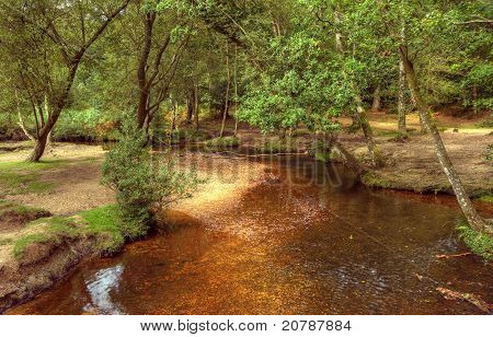 Smukke frodige skov Scene med strøm og strejf af efterårsfarver i New Forest, England
