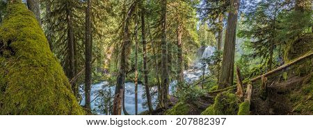 Panorama Of Moss Forest Below Sahalie Falls