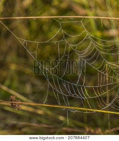 Silver and golden cobweb near Kladska pond in autumn sunny morning