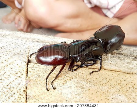 close-up rhinoceros beetle fighting on the wood log