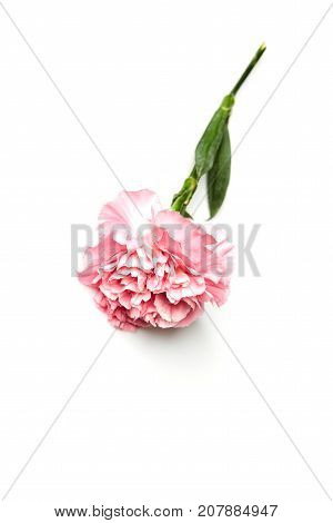 Pink Carnation Flower Isolated On White