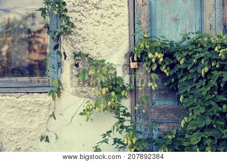 Old abandoned house overgrown with green hops.