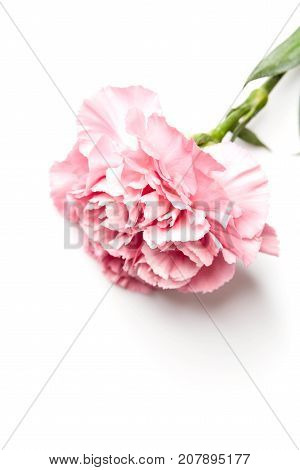 Pink Carnation Flower Isolated On White