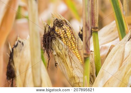 Fresh Ripe Corn Still On Stalk In Field, Niblets And Silk Peeking Out Between Husks