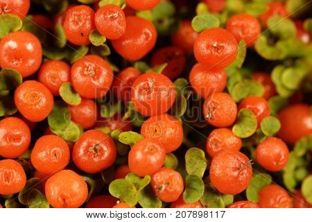 Coral Bead Plant (nertera Granadensis)