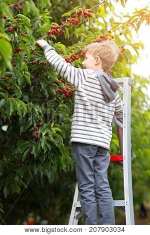 cheerful positive boy standing at the ladder enjoying spring family activity picking cherry berries from the tree during u-pick season at the farm