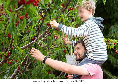 cheerful positive boy sitting on his father shoulders enjoying spring family activity picking cherry berries from the tree during u-pick season at the farm
