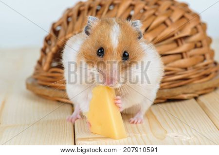 A hamster close-up eats cheese near its wooden house.