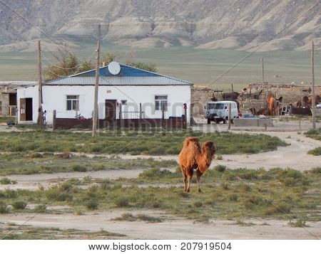 Steppe settlement. Kazakhstan. Mangistau region. In the Shetpe area.
