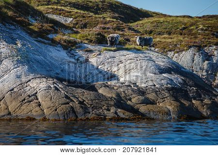 Beautiful view on sland with rams in norwegian fjords. outdoor shot in Norway. copy space.