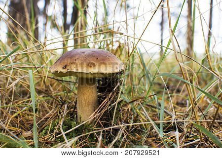 Close-up photo of a mushroom with drops of dew on moss and between a needle in a forest in an autumn day with a blurred background