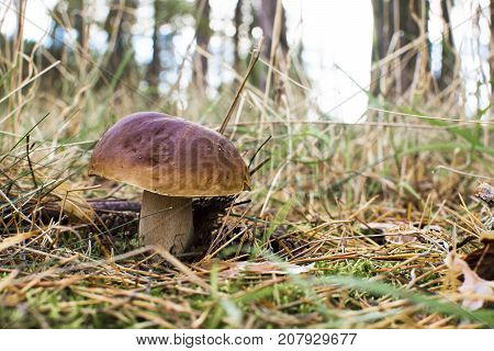 Close-up photo of a mushroom with drops of dew on moss and between a needle in a forest in an autumn day with a blurred background