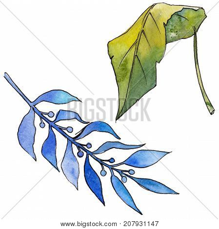 Tropical Hawaii leaves in a watercolor style isolated. Aquarelle wild flower for background, texture, wrapper pattern, frame or border.