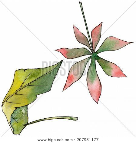 Tropical Hawaii leaves in a watercolor style isolated. Aquarelle wild flower for background, texture, wrapper pattern, frame or border.