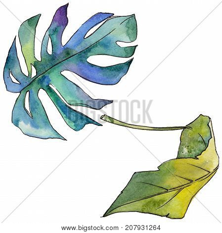 Tropical Hawaii leaves in a watercolor style isolated. Aquarelle wild flower for background, texture, wrapper pattern, frame or border.