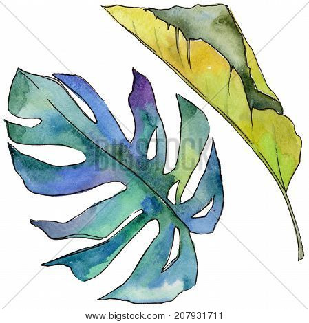 Tropical Hawaii leaves in a watercolor style isolated. Aquarelle wild flower for background, texture, wrapper pattern, frame or border.