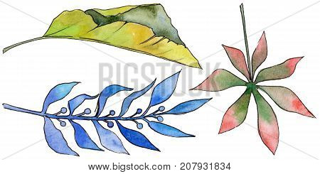 Tropical Hawaii leaves in a watercolor style isolated. Aquarelle wild flower for background, texture, wrapper pattern, frame or border.